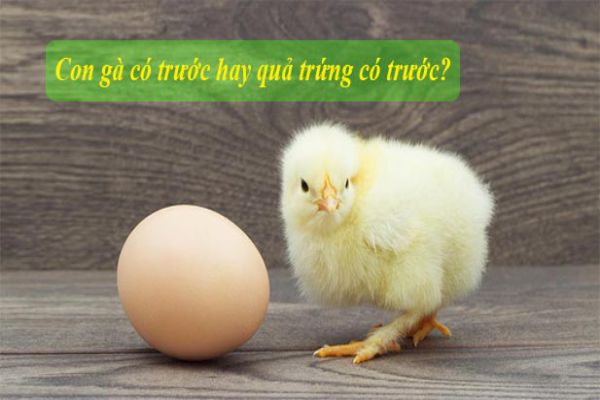 Con gà có trước hay quả trứng có trước – Đáp án chính xác nhất