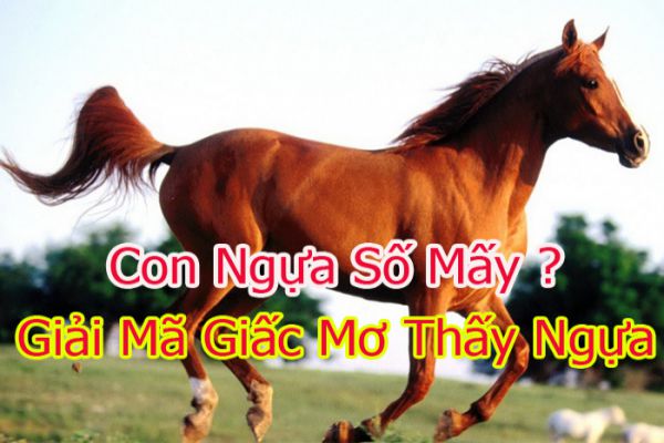 con-ngua-so-may